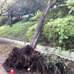 台風の爪跡