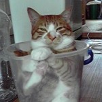 ご満悦・バケツの中の猫（The cat in a bucket ）