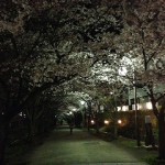 夜桜