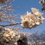 桜　さくら　サクラ