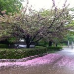 散る桜