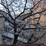 博多では桜が開花