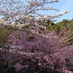 ソメイヨシノ　八重桜　